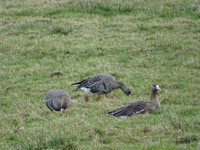包括洛里 包括洛里
