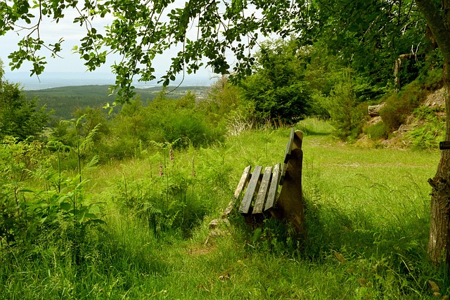 2024年我国完成国土绿化面积超1亿亩.